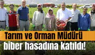 Tarım ve Orman Müdürü biber hasadına katıldı