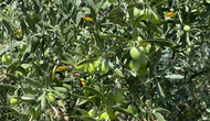 Salihli’de üreticiler ‘zeytin sineği’ne karşı bir kez daha uyarıldı
