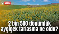2 bin 500 dönümlük ayçiçek tarlasına ne oldu?