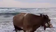 İneğin deniz sefası görenleri tebessüm ettirdi
