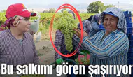 Bu salkımı gören şaşırıyor