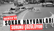 Manisa’da sokak hayvanları sorunu çözülüyor: Tarih bile verildi