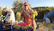 Sarıgöl'de üzüm hasadı devam ediyor