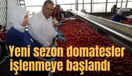 Yeni sezon domatesler işlenmeye başlandı