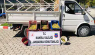Manisa'da jandarmadan incir hırsızına suçüstü