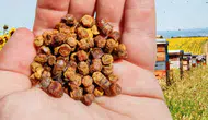 Bir zamanlar çöpe atıyorduk! Şimdi kilosu 4 bin TL ediyor