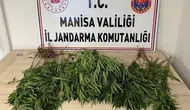 Manisa'da jandarmadan kenevir avı