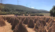 Susamlar hasada hazır