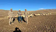 Kaybolan hayvanlar jandarma tarafından bulundu