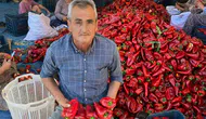 Kırmızı incide hasat sevinci başladı