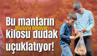 Bu mantarın kilosu dudak uçuklatıyor!