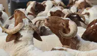 Kurban kesimi ne zaman başlar? Diyanet’e göre bayramda son gün ve vakitler belli oldu