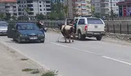 Kurbanlık dana ilçeyi birbirine kattı