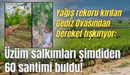 Yağış rekoru kırılan Gediz Ovasından bereket fışkırıyor: Üzüm salkımları şimdiden 60 santimi buldu!