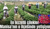 En lezzetli çilekler  Manisa’nın o ilçesinde yetişiyor