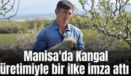 Manisa'da Kangal üretimiyle bir ilke imza attı