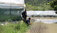 Yeşilırmak Nehri taştı, tarım arazileri sular altında kaldı