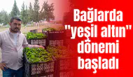 Bağlarda "yeşil altın" dönemi başladı