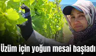 Üzüm için yoğun mesai başladı