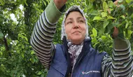 Üreticinin yüzünü güldüren bolluk