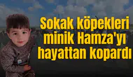 Sokak köpekleri minik Hamza'yı hayattan kopardı