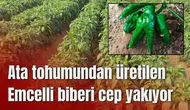 Ata tohumundan üretilen Emcelli biberi cep yakıyor