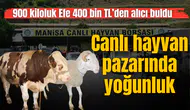 MANİSA’DA CANLI HAYVAN PAZARINDA YOĞUNLUK