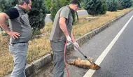 Manisa'da yaralı çakal tedavi altına alındı