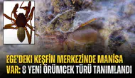 Ege’deki keşfin merkezinde Manisa var: 8 yeni örümcek türü tanımlandı