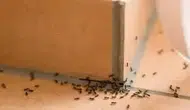Evde karınca istilasına doğal çözüm: Kapı ve pencere kenarlarına uygulayın!