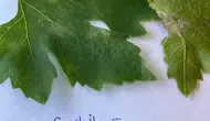 İlçe tarımdan bağcılara uyarı