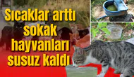 Sıcaklar arttı sokak hayvanları susuz kaldı