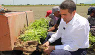Başkan Cıllı tütün dikimine yardım etti