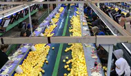 Limon ihracatında yeni hedef 500 milyon dolar