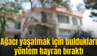 Ağacı yaşatmak için buldukları yöntem hayran bıraktı