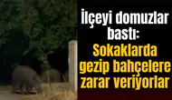 İlçeyi domuzlar bastı: Sokaklarda gezip bahçelere zarar veriyorlar