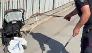 Ağaçtan bebek arabasına yılan düştü