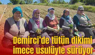 Demirci’de tütün dikimi imece usulüyle sürüyor