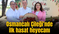 Osmancalı Çileği’nde ilk hasat heyecanı