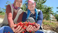 Tadı dillere desten Demirci kirazının hasadı başladı