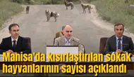 Manisa'da kısırlaştırılan sokak hayvanlarının sayısı açıklandı