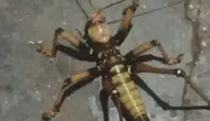 Et yiyen dev çekirge görenleri şaşkına çevirdi