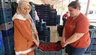 Tütüne alternatif olarak dikilen kirazlar Avrupa sofralarını süslüyor