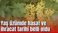 Yaş üzümde hasat ve ihracat tarihi belli oldu