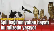 Spil Dağı'nın yaban hayatı bu müzede yaşıyor