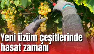Yeni üzüm çeşitlerinde hasat zamanı
