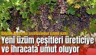 Yeni üzüm çeşitleri üreticiye ve ihracata umut oluyor