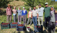 Manisa’nın en lezzetli kirazı bu yaylalarda yetişiyor