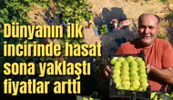 Dünyanın ilk incirinde hasat sona yaklaştı fiyatlar arttı