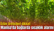 Üzüm üreticileri dikkat! Manisa'da bağlarda sıcaklık alarmı